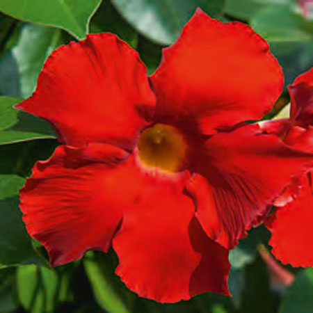 Mandevilla BELLA Magma