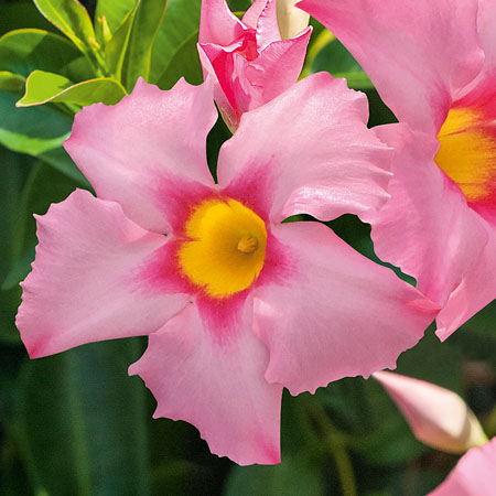 Dipladenia Bella Pink Jewel