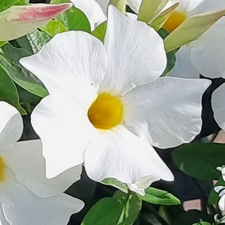 Mandevilla BELLA Polar