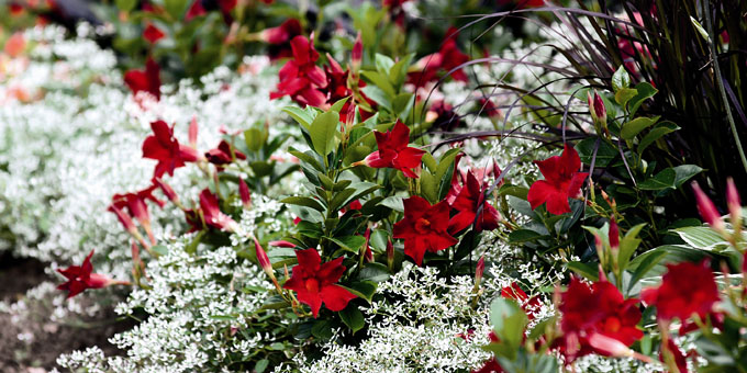 Dipladenia Bella on the terrace