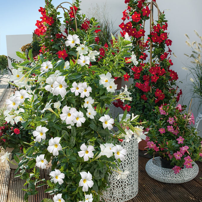 Mandevilla Bella auf der Terrasse