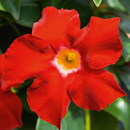 Dipladenia Bella Alpine Star