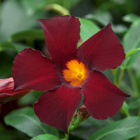 Dipladenia Bella Burgundy