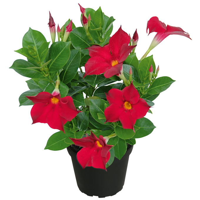 Dipladenia Bella Compact Red