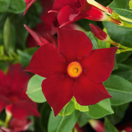 Dipladenia Bella Deep Red