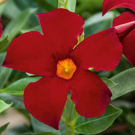 Dipladenia Bella Early Red