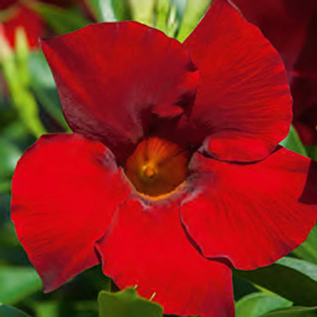 Dipladenia Bella Grande Red Velvet