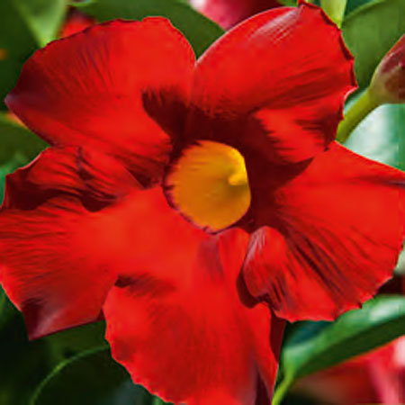 Dipladenia Bella Grande Scarlet