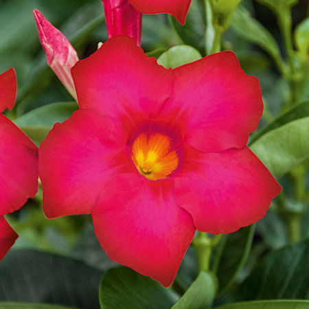 Dipladenia Bella Hot Pink