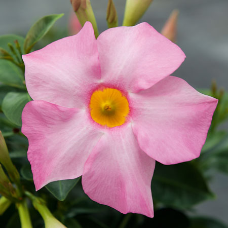 Dipladenia Bella Grande Light Pink