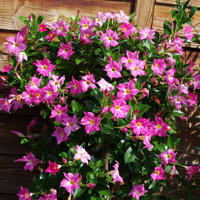 Dipladenia Bella Pink im Garten