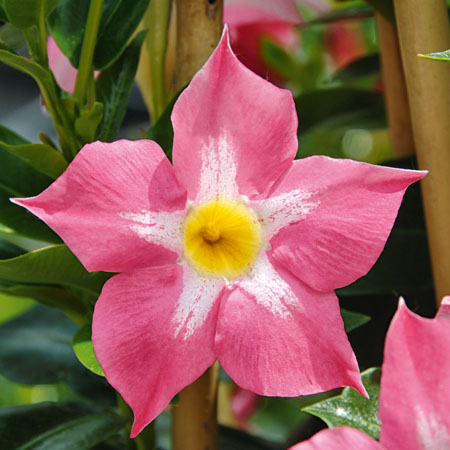 Dipladenia Bella Pink Star