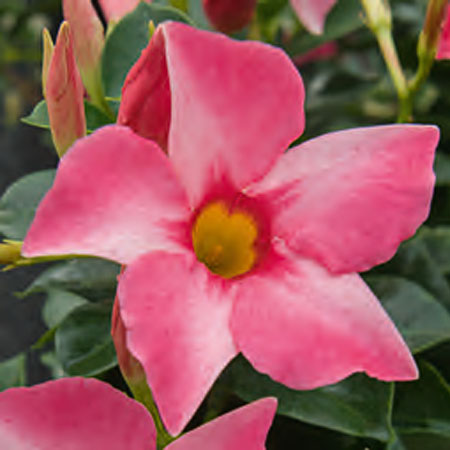 Dipladenia Bella Pink Wheel