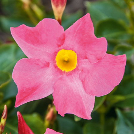 Dipladenia Bella Pink