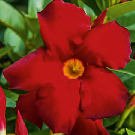 Dipladenia Bella Red Bolero