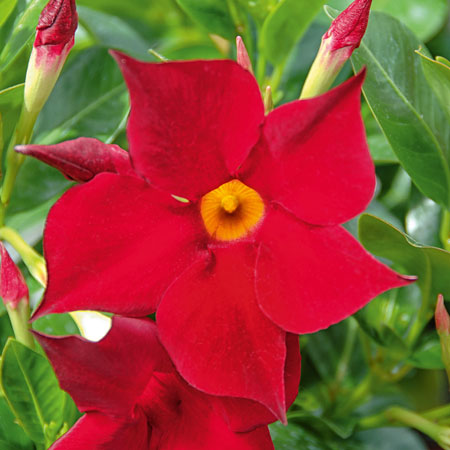 Dipladenia Bella Red