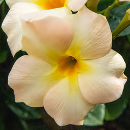 Dipladenia Bella Sunrise