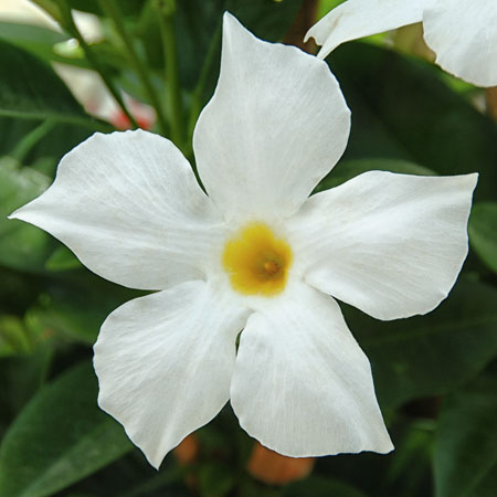 Dipladenia Bella White